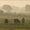 Vaches normandes dans la brume cotentine 